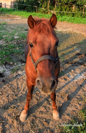 Kamera-érzékenység
